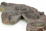 Incredible Plate Of Large Struveaspis Trilobites - Jorf, Morocco #254830-9